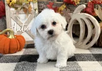 Barron, a male Bichon Frise for sale in Shipshewana, IN – 4 of 6