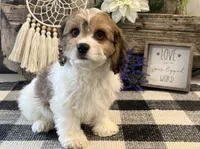 Denim, a male Bichon Frise and Cavalier King Charles Spaniel for sale in Shipshewana, IN – 4 of 6