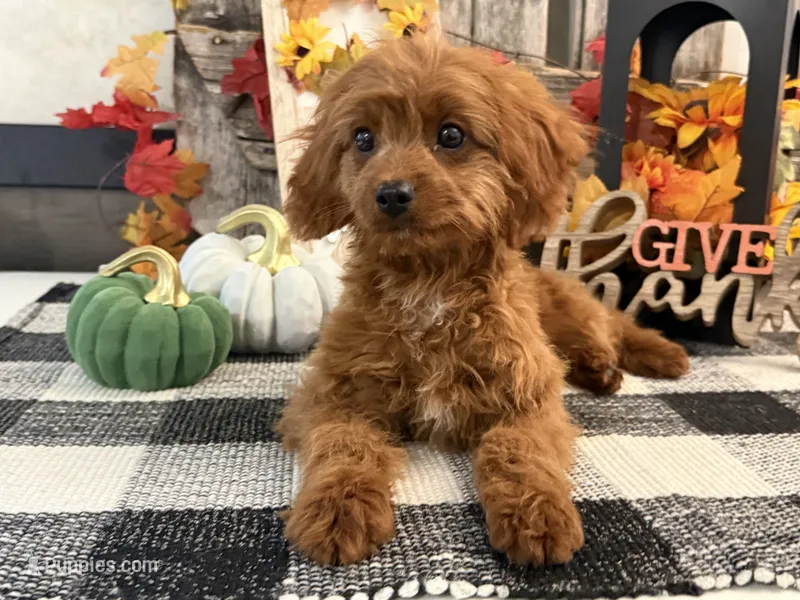 Komet – Cavalier King Charles Spaniel, Poodle - Toy  puppy for sale in Shipshewana, IN