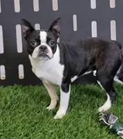 Naida, a female Boston Terrier for sale in Shipshewana, IN – Photo 5 of 5