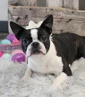 Naida, a female Boston Terrier for sale in Shipshewana, IN – Photo 2 of 5