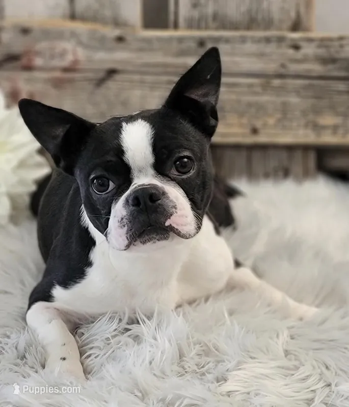 Naida – Boston Terrier puppy for sale in Shipshewana, IN