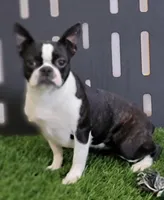 Naida, a female Boston Terrier for sale in Shipshewana, IN – Photo 3 of 5