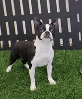 Naida, a female Boston Terrier for sale in Shipshewana, IN – Photo 4 of 5