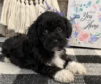 Laporte, a male Havanese and Poodle - Toy  for sale in Shipshewana, IN – 3 of 6