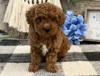 Buckley, a male Poodle - Toy  for sale in Shipshewana, IN – 3 of 6