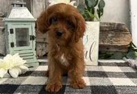 Kullin, a male Cavalier King Charles Spaniel and Poodle - Toy  for sale in Shipshewana, IN – 2 of 6