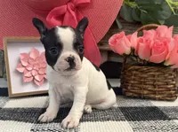 Oxana, a female Boston Terrier for sale in Shipshewana, IN – 4 of 7