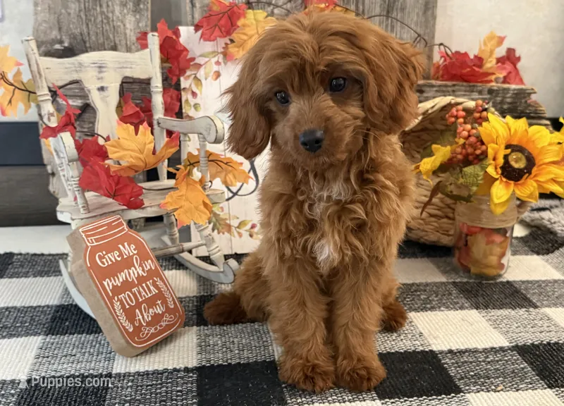 Komet – Cavalier King Charles Spaniel, Poodle - Toy  puppy for sale in Shipshewana, IN