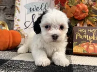 Rayna, a female Havanese for sale in Shipshewana, IN – 2 of 6