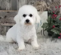 Darcy, a female Bichon Frise for sale in Shipshewana, IN – 6 of 6