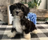Rio, a male Havanese for sale in Shipshewana, IN – 2 of 7