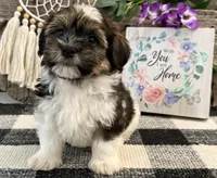 Forrester, a male Havanese for sale in Shipshewana, IN – 2 of 6