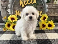 Theodore, a male Bichon Frise for sale in Shipshewana, IN – 4 of 6