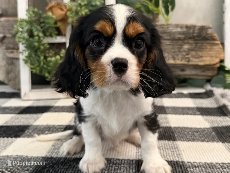 Miles – Cavalier King Charles Spaniel puppy for sale in Shipshewana, IN