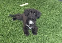 Bronson, a male Havanese and Poodle - Miniature  for sale in Shipshewana, IN – 4 of 6