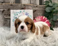 Zella, a female Cavalier King Charles Spaniel for sale in Shipshewana, IN – Photo 2 of 5
