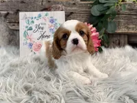Zella, a female Cavalier King Charles Spaniel for sale in Shipshewana, IN – Photo 4 of 5