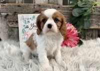 Zella, a female Cavalier King Charles Spaniel for sale in Shipshewana, IN – Photo 3 of 5