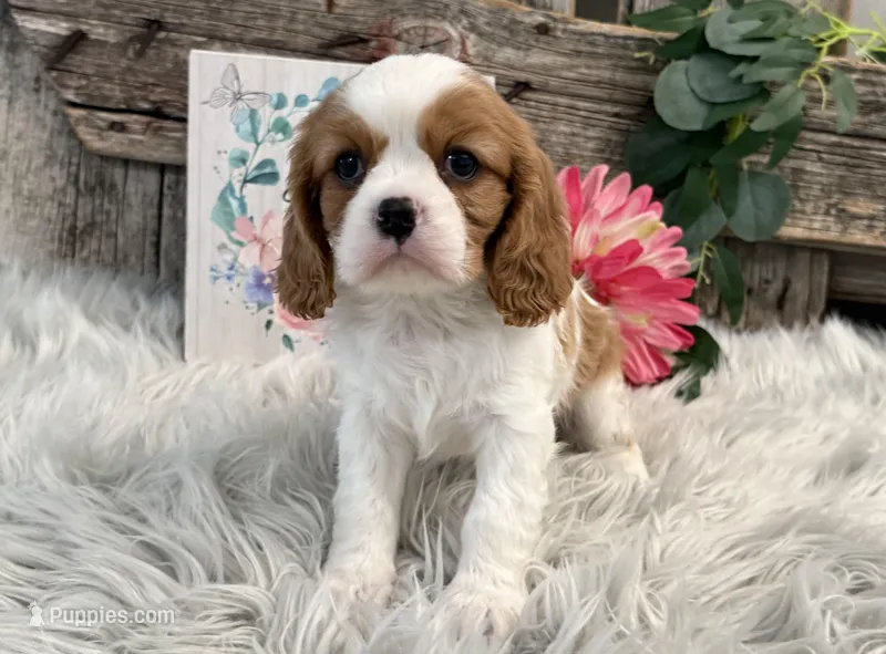 Zella – Cavalier King Charles Spaniel puppy for sale in Shipshewana, IN