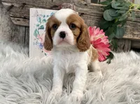Zella, a female Cavalier King Charles Spaniel for sale in Shipshewana, IN – Photo 1 of 5