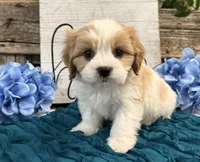 Nixon, a male Bichon Frise and Cavalier King Charles Spaniel for sale in Shipshewana, IN – 3 of 6