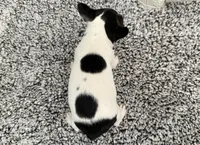 Olive, a female Boston Terrier for sale in Shipshewana, IN – 5 of 7