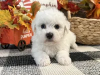 Dirk, a male Bichon Frise for sale in Shipshewana, IN – 4 of 6