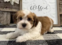 Cameo, a male Havanese for sale in Shipshewana, IN – 4 of 6