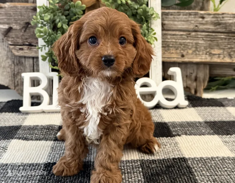 Penn – Cavalier King Charles Spaniel, Poodle - Toy  puppy for sale in Shipshewana, IN