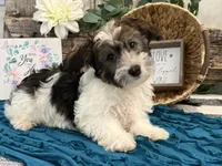 Howell, a male Havanese for sale in Shipshewana, IN – 2 of 6