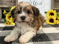 Harris, a male Havanese for sale in Shipshewana, IN – 4 of 6