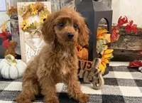 Komet, a male Cavalier King Charles Spaniel and Poodle - Toy  for sale in Shipshewana, IN – 4 of 6