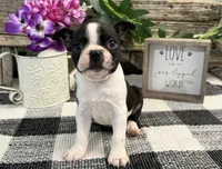 Oscar, a male Boston Terrier for sale in Shipshewana, IN – 4 of 7