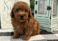 Beacon, a male Poodle - Toy  for sale in Shipshewana, IN – 4 of 6