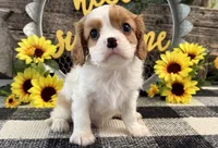 Maverick, a male Cavalier King Charles Spaniel for sale in Shipshewana, IN – 2 of 6