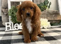 Kyler, a male Cavalier King Charles Spaniel and Poodle - Toy  for sale in Shipshewana, IN – 4 of 6