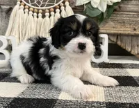Newton, a male Bichon Frise and Cavalier King Charles Spaniel for sale in Shipshewana, IN – 4 of 6