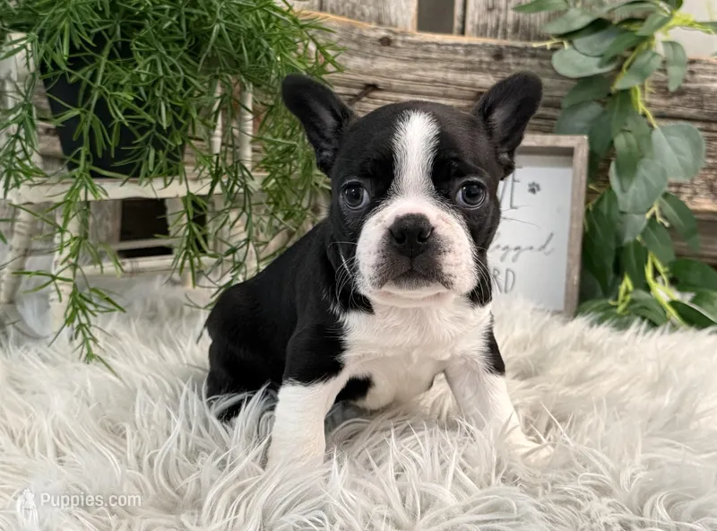 Judson – Boston Terrier puppy for sale in Shipshewana, IN