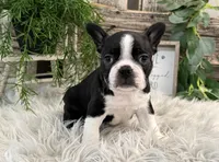 Judson, a male Boston Terrier for sale in Shipshewana, IN – Photo 1 of 6