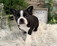 Judson, a male Boston Terrier for sale in Shipshewana, IN – Photo 2 of 6