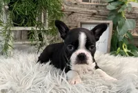 Judson, a male Boston Terrier for sale in Shipshewana, IN – Photo 3 of 6