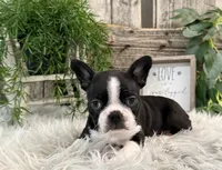 Judson, a male Boston Terrier for sale in Shipshewana, IN – Photo 4 of 6
