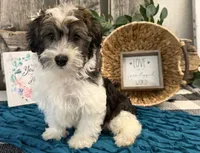 Howell, a male Havanese for sale in Shipshewana, IN – 3 of 6
