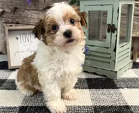 Holden, a male Havanese for sale in Shipshewana, IN – 2 of 6