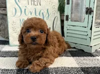 Beacon, a male Poodle - Toy  for sale in Shipshewana, IN – 2 of 6