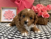Portland, a female Cavalier King Charles Spaniel and Poodle - Toy  for sale in Shipshewana, IN – 2 of 5