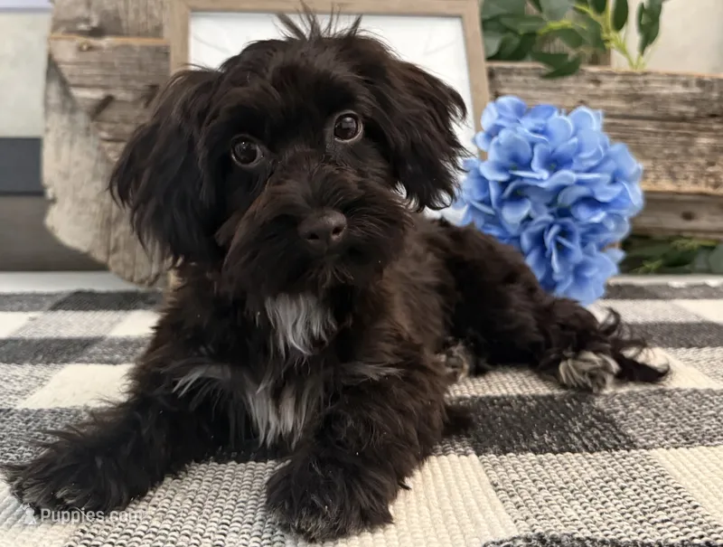 Bronson – Havanese, Poodle - Miniature  puppy for sale in Shipshewana, IN