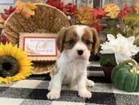 Jazmin, a female Cavalier King Charles Spaniel for sale in Shipshewana, IN – 4 of 6