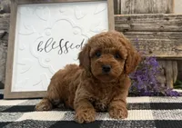 Tasha, a female Poodle - Miniature  for sale in Shipshewana, IN – Photo 2 of 6